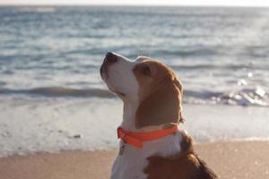 cucciolo di beagle gioca sulla spiaggia in una giornata di sole foto