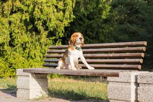 cucciolo di beagle gioca sulla spiaggia in una giornata di sole foto