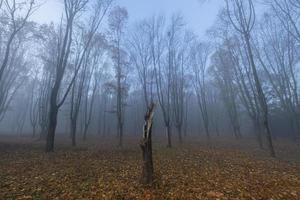 paesaggio con nebbioso parco autunnale, molti alberi nei freddi colori blu foto