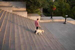 passeggiata mattutina di giovane cane labrador maschio e oro foto