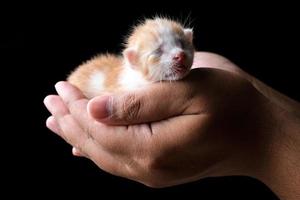 gattino appena nato che dorme a portata di mano con sfondo nero foto