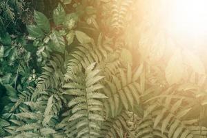 giardino verticale con foglia verde tropicale, tono scuro con alba. foto
