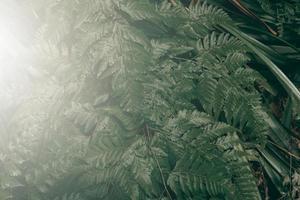 giardino verticale con foglia verde tropicale con nebbia e pioggia, tono scuro foto