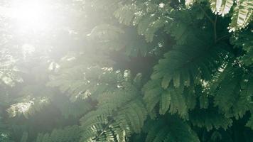 giardino verticale con foglia verde tropicale, tono scuro con alba. foto