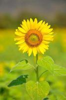 girasoli che fioriscono nel giardino in primavera. foto