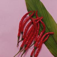 peperoncino rosso grande e peperoncino rosso riccio. con sfondo rosa foto