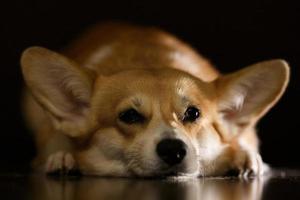 un adorabile cane corgi marrone dorme su un pavimento di legno scuro, in attesa del proprietario foto