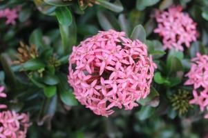 fiore di soka rosa foto
