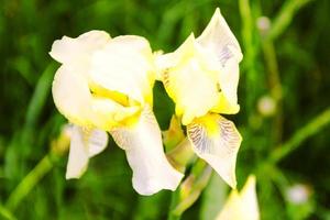 fiore di iris. dof poco profondo. foto