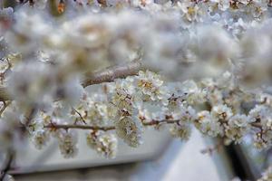 fiori bianchi e boccioli di un albero di albicocche in primavera sbocciano foto