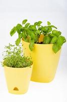 giovani germogli verdi di crescione in vaso giallo. foto in studio