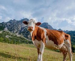 mucca al pascolo in azienda agricola biologica foto