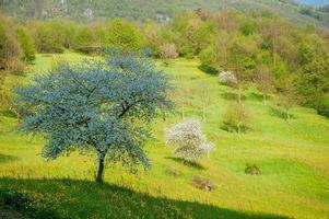 albero in fiore in primavera foto