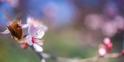 bella scena della natura primaverile con albero in fiore rosa. primo piano tranquillo della natura di primavera estate e sfondo sfocato della foresta. natura idilliaca foto