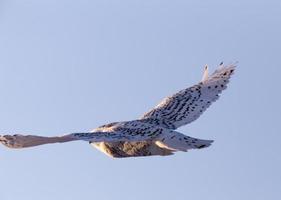 civetta delle nevi in volo foto