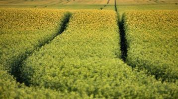 tracce di pneumatici per trattori bagnati foto