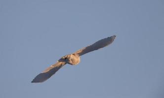 civetta delle nevi in volo foto