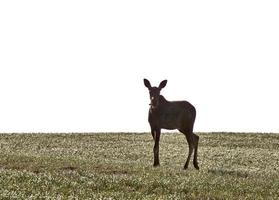 prateria alci canada foto