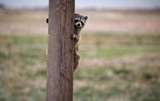 racoon che nasconde il palo del telefono foto