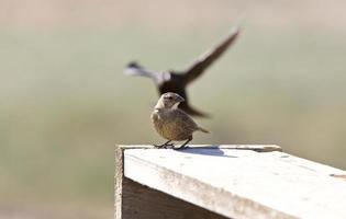 maschio e femmina di cowbird foto