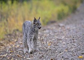 lince di montagna rocciosa foto