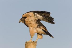 swainson hawk sul palo foto