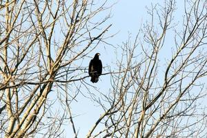 aquila calva nella struttura ad albero foto