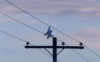 civetta delle nevi in volo foto