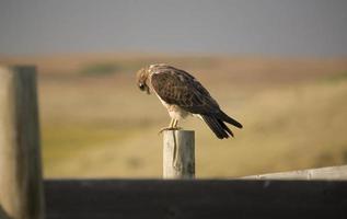 swainson hawk sul palo foto