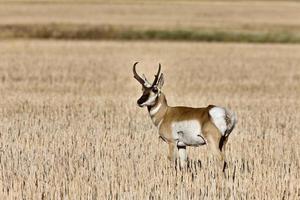 corna di cervo di antilope pronghorn foto