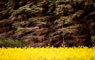 scena della prateria saskatchewan foto