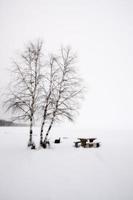 alberi di pioppo tremulo canada foto