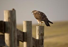 swainson hawk sul palo foto