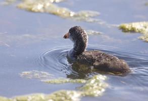 cuccioli di gallinella d'acqua foto