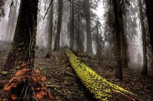 Parco Nazionale Yosemite foto