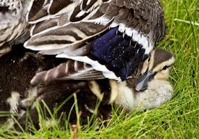 mamma anatra e bambini foto