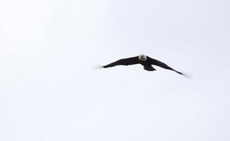 aquila calva british columbia in volo foto