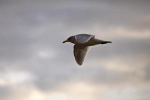 gabbiano in volo foto