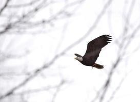 aquila calva british columbia in volo foto