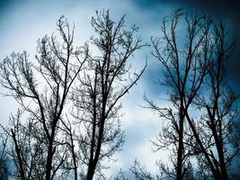 vista ad albero spoglio contro il cielo. sagoma di albero nudo. foto