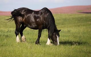 cavallo al pascolo foto