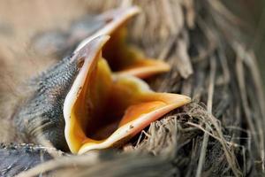 macro di pulcini di tordi appena nati affamati con la bocca aperta sul bordo del nido foto