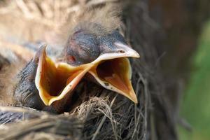 macro di pulcini di tordi appena nati affamati con la bocca aperta sul bordo del nido foto