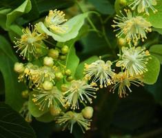 fiori di tiglio naturali foto