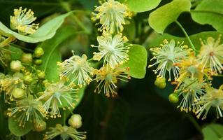 fiori di tiglio naturali foto