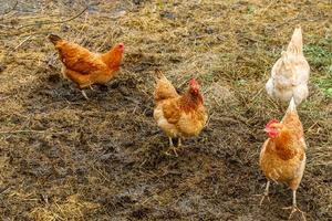 pollo ruspante in fattoria di animali biologici che pascola liberamente in cortile su sfondo ranch. i polli di gallina pascolano in una fattoria ecologica naturale. zootecnia moderna e agricoltura ecologica. concetto di diritti degli animali. foto