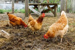 pollo ruspante in fattoria di animali biologici che pascola liberamente in cortile su sfondo ranch. i polli di gallina pascolano in una fattoria ecologica naturale. zootecnia moderna e agricoltura ecologica. concetto di diritti degli animali. foto