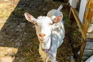 carino capretto ruspante su fattoria di animali ecologici naturali organici che pascolano liberamente in cortile su sfondo ranch. capre domestiche pascolano al pascolo. bestiame moderno, agricoltura ecologica. diritti degli animali. foto