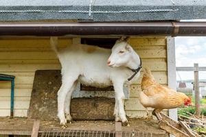 capra e pollo ruspante in allevamento di animali biologici che pascolano liberamente in cortile sullo sfondo del ranch. gallina polli capra domestica pascolano al pascolo. bestiame moderno, agricoltura ecologica. diritti degli animali. foto