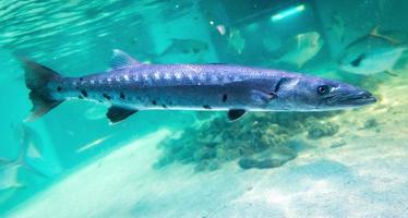 primo piano del pesce barracuda foto